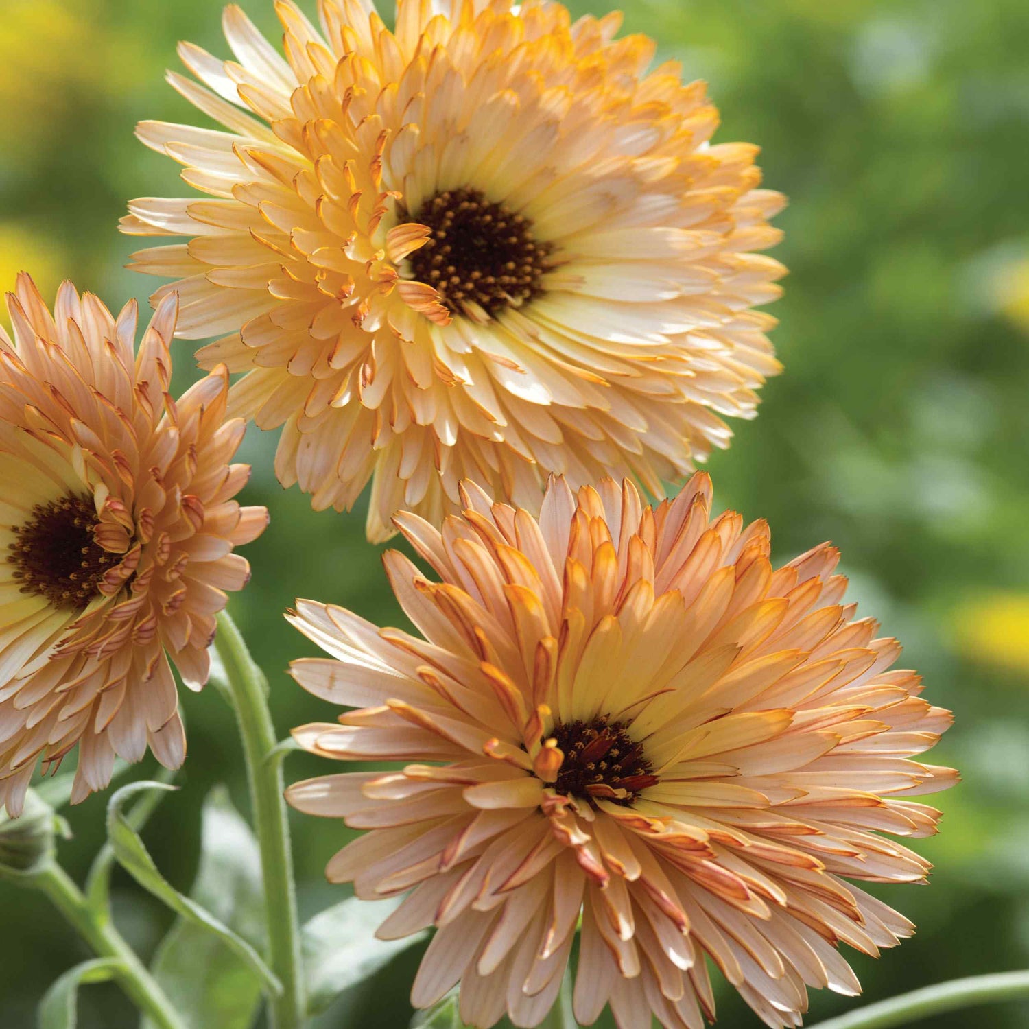 Calendula Orange Flash Vibrant Bloom Flower Seeds