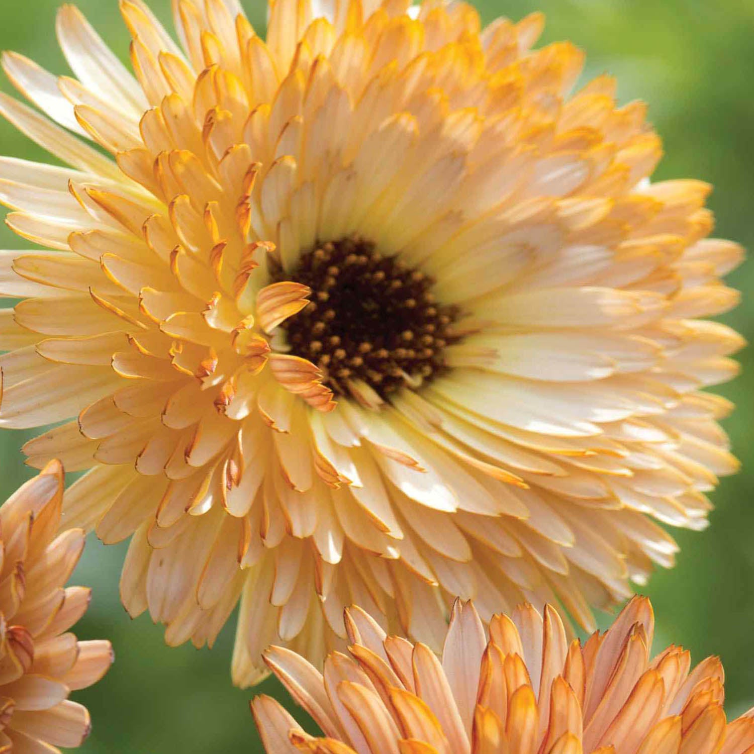 Calendula Orange Flash Vibrant Bloom Flower Seeds