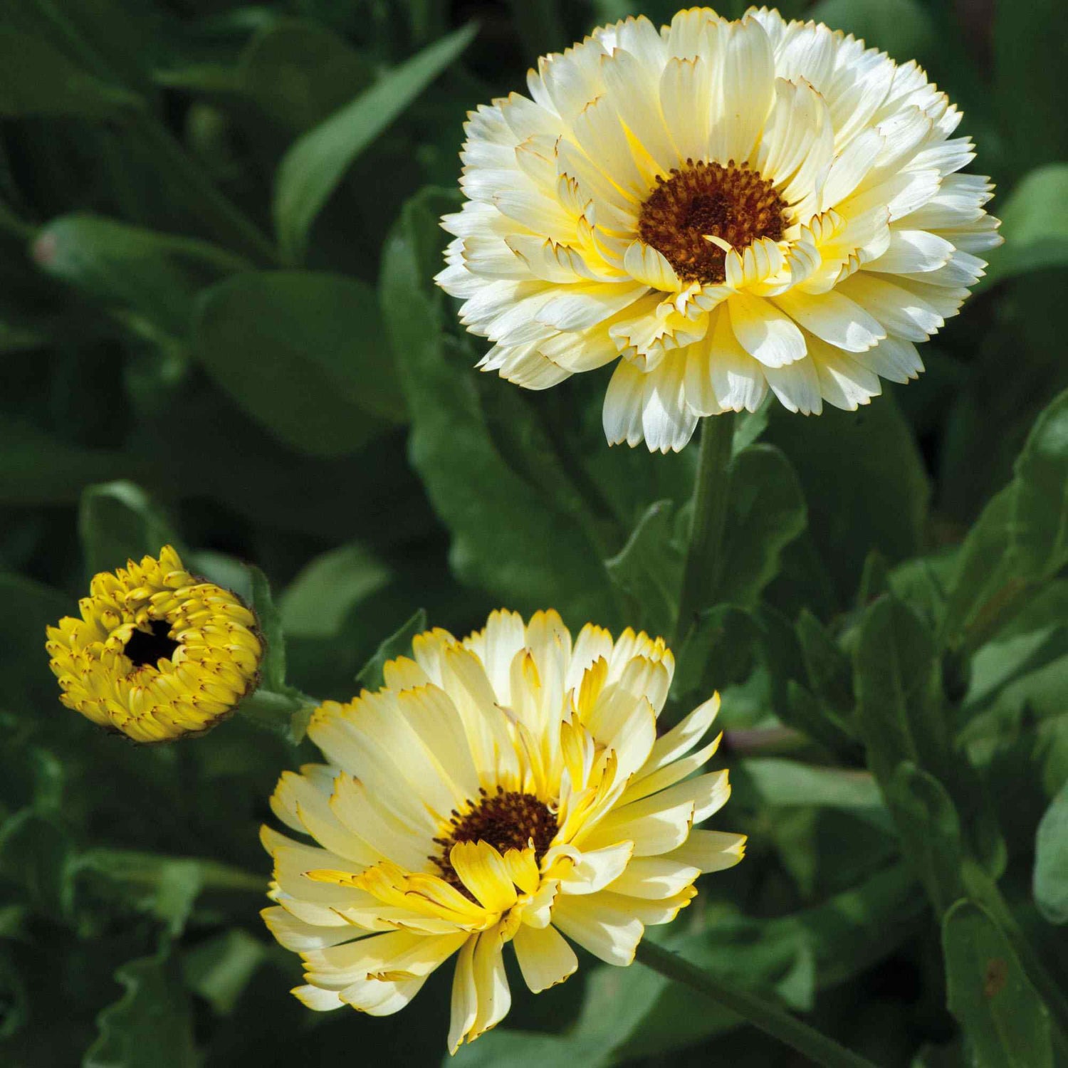 Calendula Snow Princess White Bloom Flower Seeds