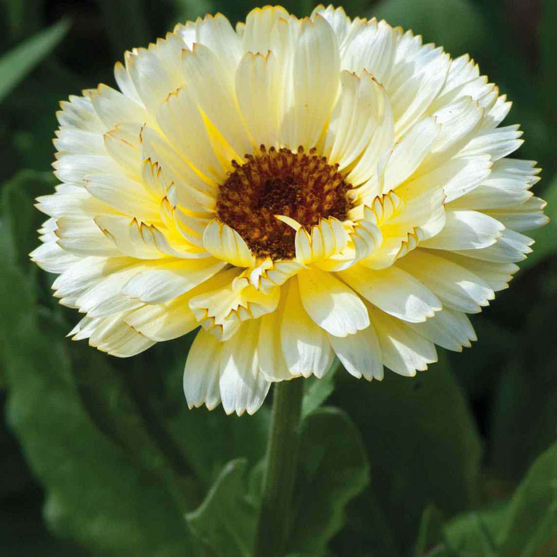 Calendula Snow Princess White Bloom Flower Seeds