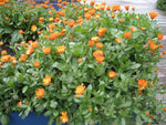 Bright orange Calendula flower close-up - edible petals and skincare herb.