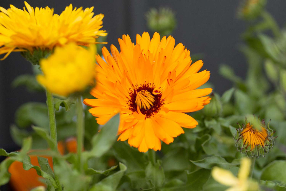 Self-seeding Calendula flower - perennial herb behavior in annual form.