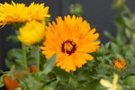 Self-seeding Calendula flower - perennial herb behavior in annual form.