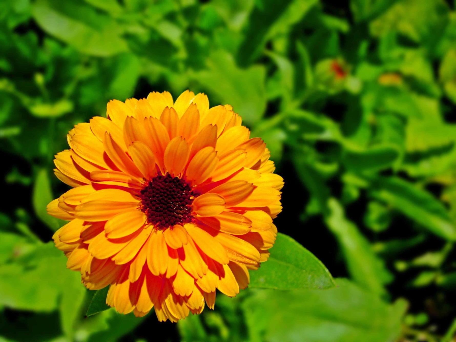 Bright orange Calendula flower close-up - edible petals and skincare herb.