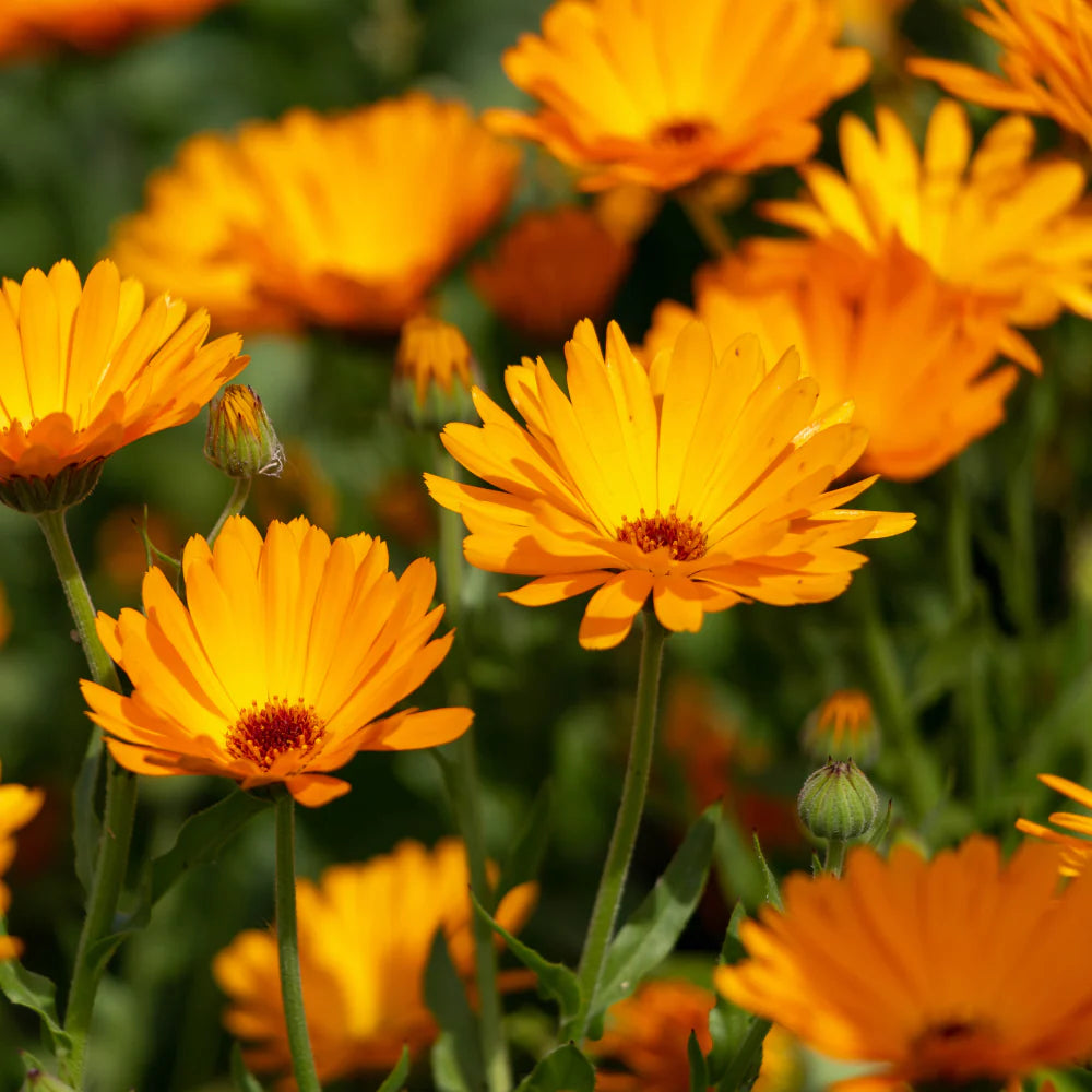 Calendula Seeds packet - Pot Marigold herb seeds for planting.