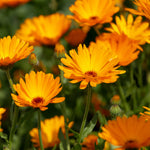 Calendula Seeds packet - Pot Marigold herb seeds for planting.