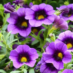 Heirloom Purple Calibrachoa Flower Seeds for Planting – Non-GMO, Vibrant Blooming Flower Seeds for planting in home garden