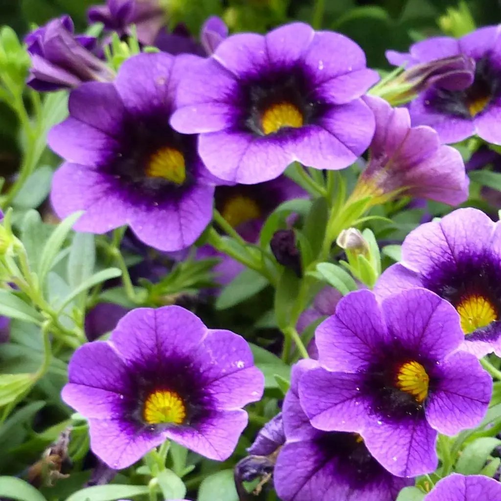 Heirloom Purple Calibrachoa Flower Seeds for Planting – Non-GMO, Vibrant Blooming Flower Seeds for planting in home garden