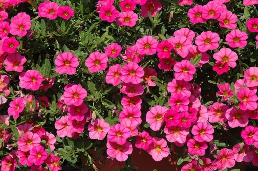 Calibrachoa Deep Pink Imported Pelleted heirloom non-gmo garden seeds