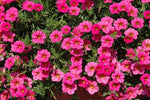 Calibrachoa Deep Pink Imported Pelleted heirloom non-gmo garden seeds