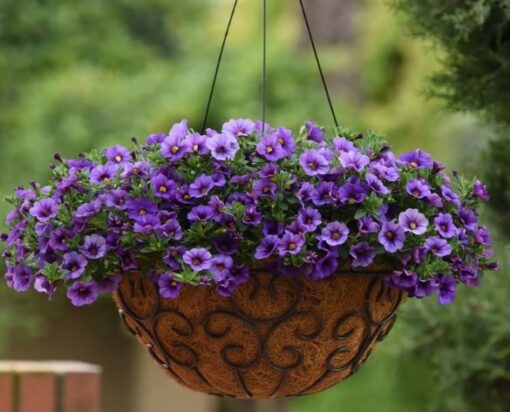 Calibrachoa Denim Imported Multi Pelleted heirloom non-gmo garden seeds
