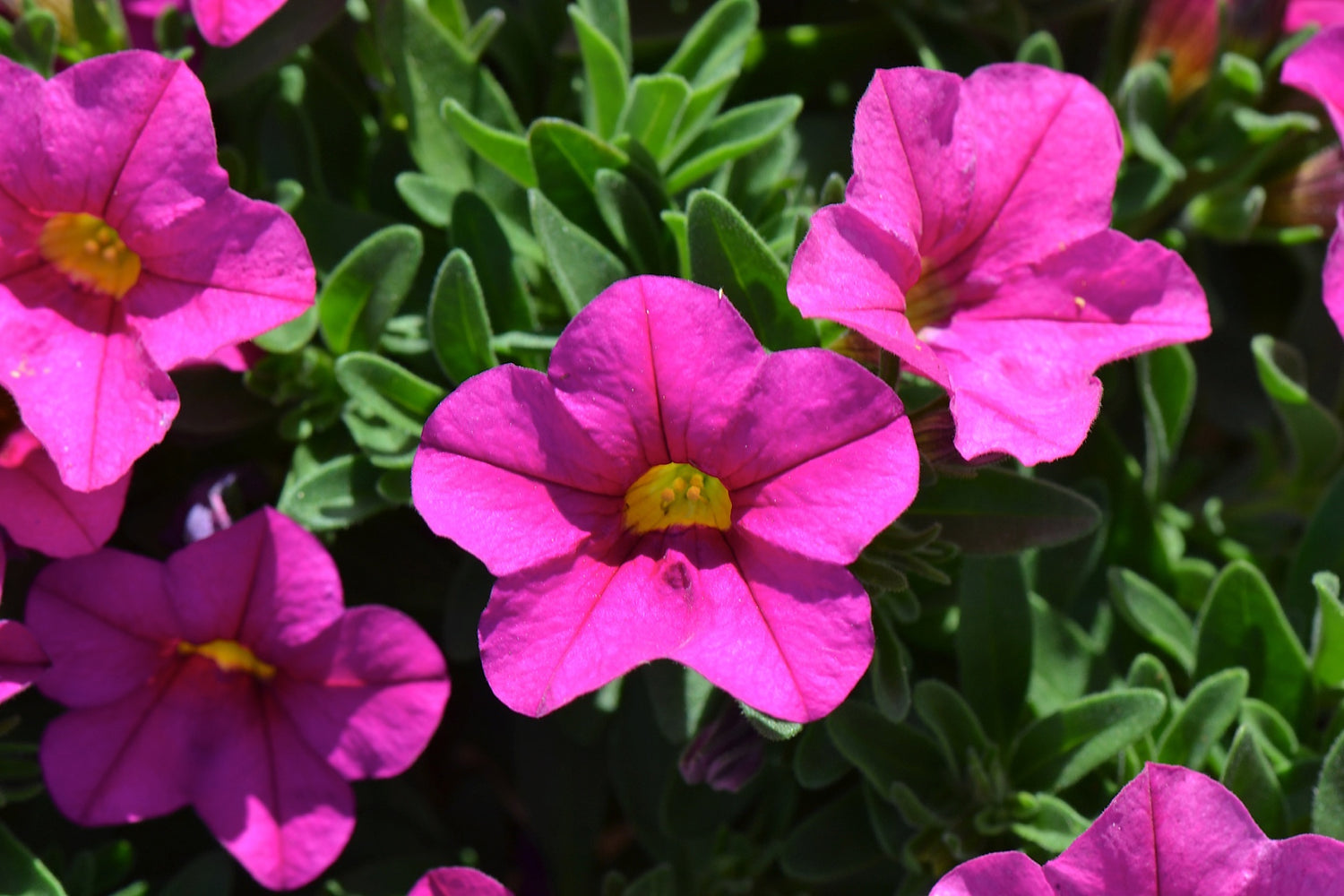 Calibrachoa Deep Pink Hybrid