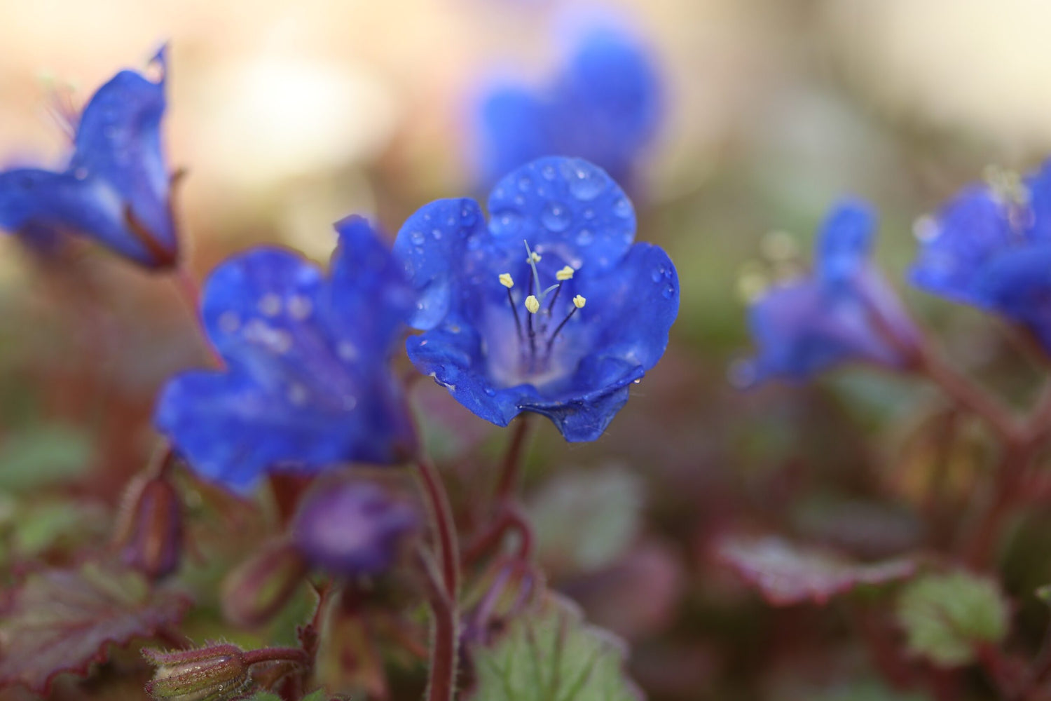 California Bluebell Seeds