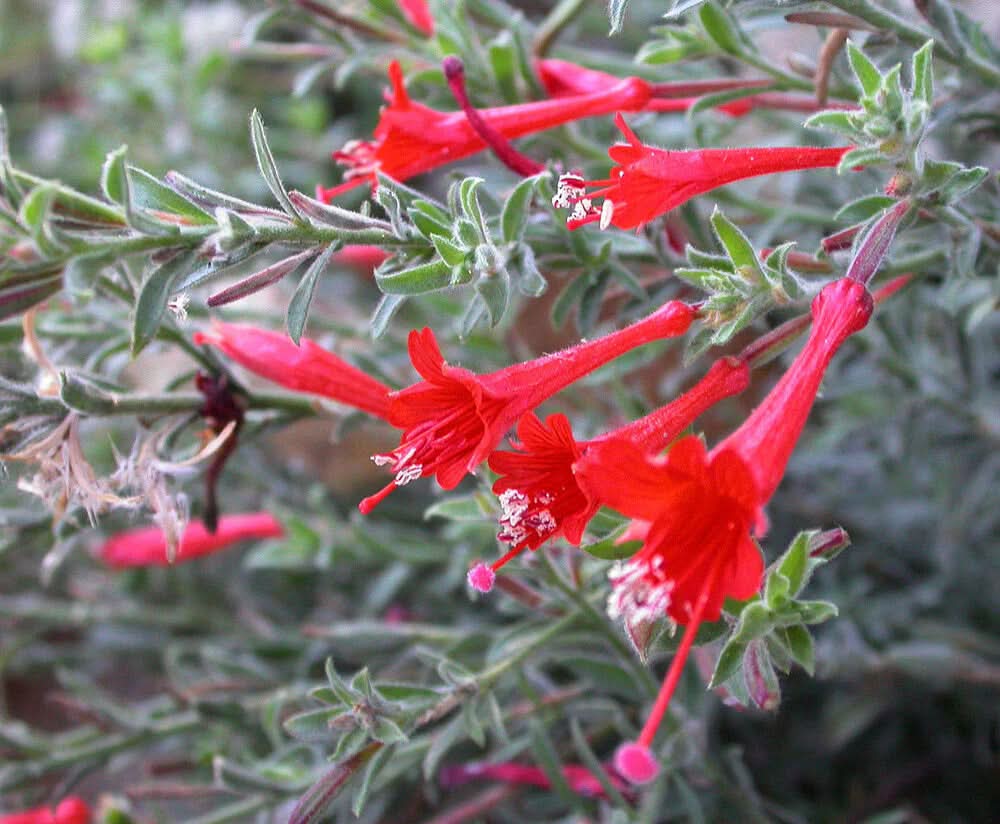 Epilobium Canum Flower Seeds – Heirloom, Non-GMO, Hummingbird-Friendly Blooms for Planting - Canum for planting in home garden