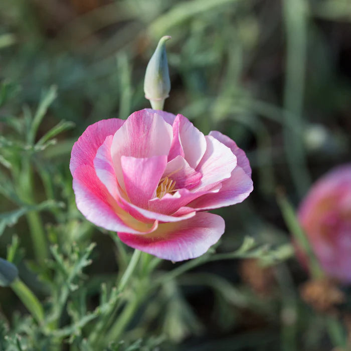 Poppy Eschscholzia Californica Thai Sill California Flower Seeds for Planting