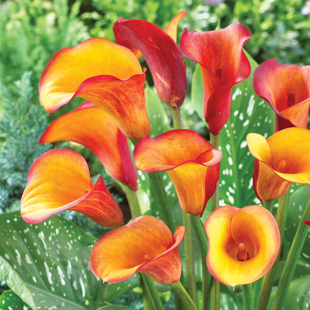 Calla Lily Bulbs - Flame