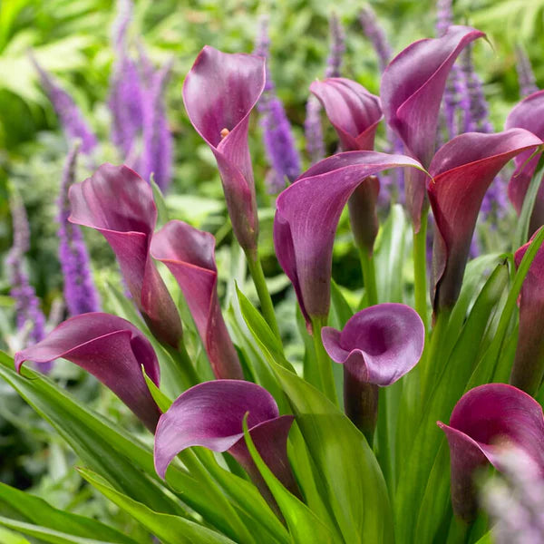 Deep Purple Calla lily Flower Seeds for Planting - Heirloom & Non-GMO garden seeds
