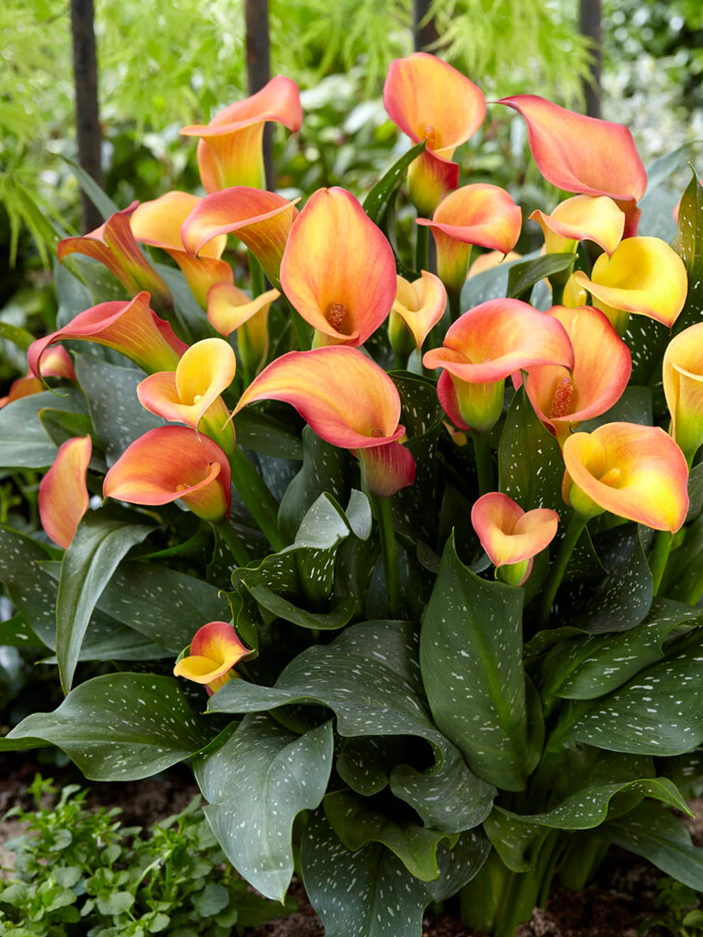 Calla Lily Bulbs - Morning Sun