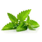 Hand harvesting calming Lemon Balm herb leaves for tea and fresh use.