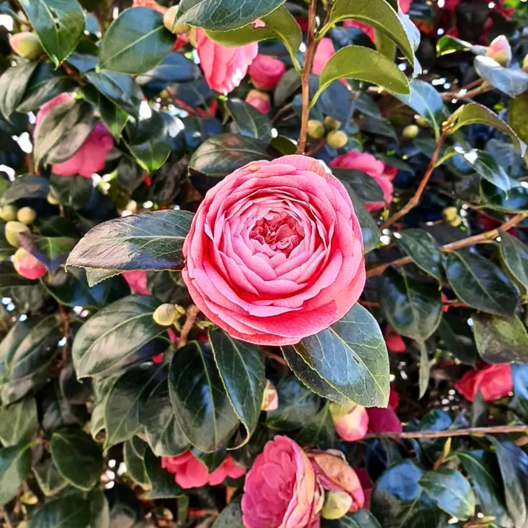 Camellia Japonica Flowering Seeds For Planting, Ornamental garden and shaded landscape planting