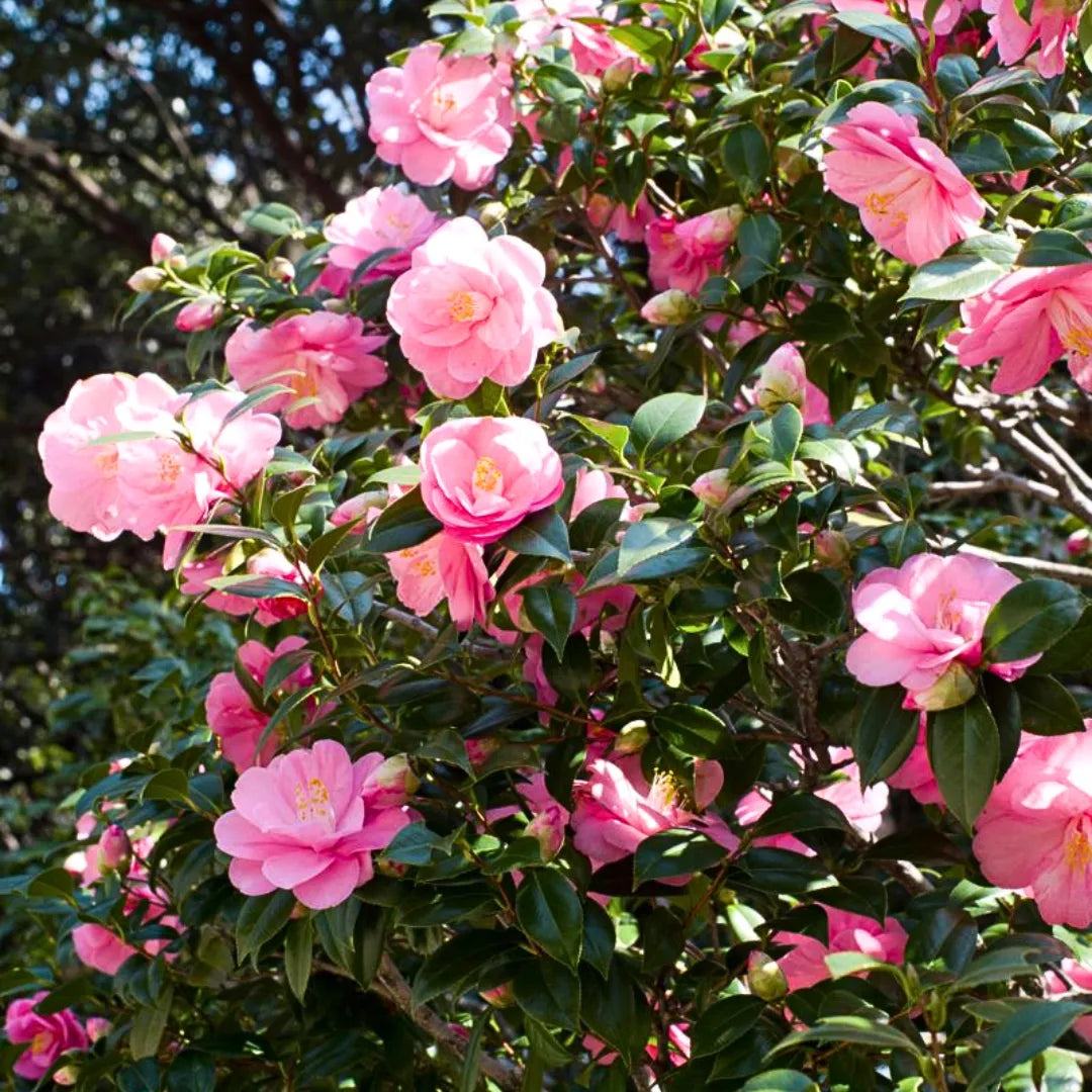 Camellia Japonica Flowering Seeds For Planting, Ornamental garden and shaded landscape planting