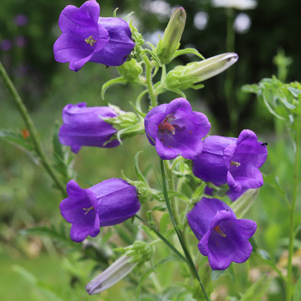 Campanula Medium Violet Flowering Seeds For Planting and gardening