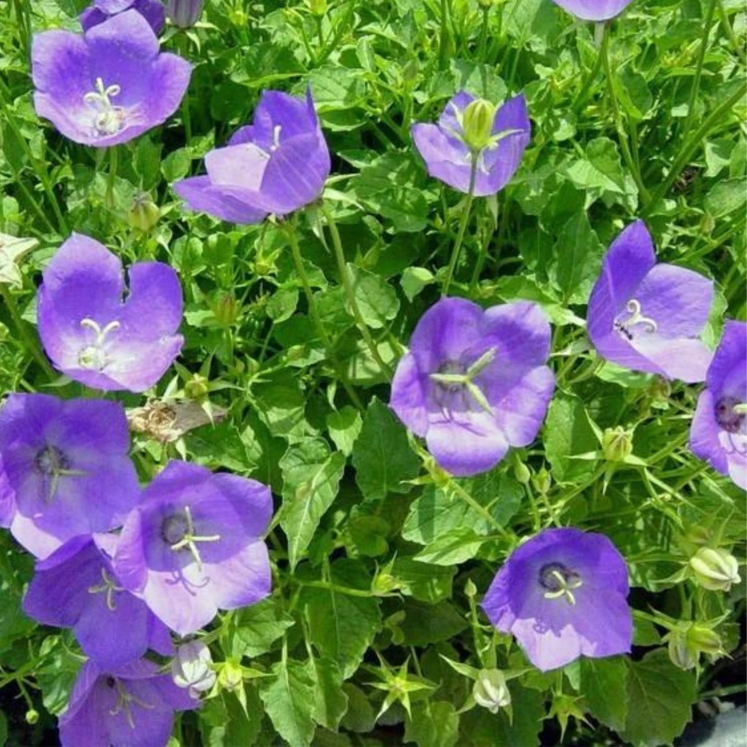 Campanula Campanula Carpatica Flower Seeds for Planting – Perfect for Garden Borders and Cottage Gardens
