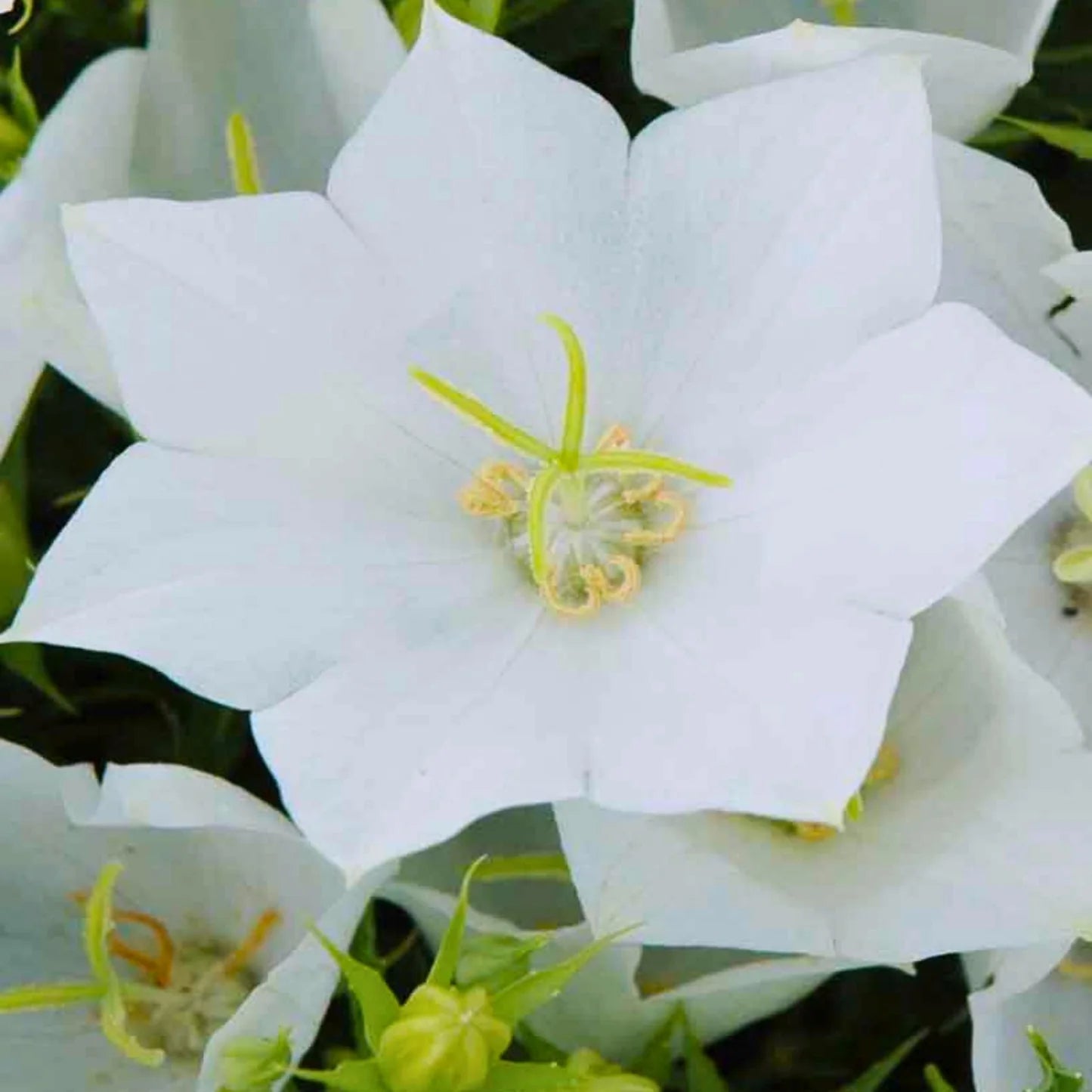 Bellflower Campanula Carpatica White Flower Seeds for Planting