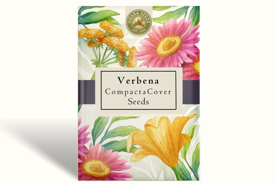 Verbena Compacta Ground Cover Seeds