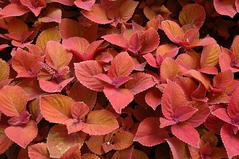 Coleus Campfire Seeds