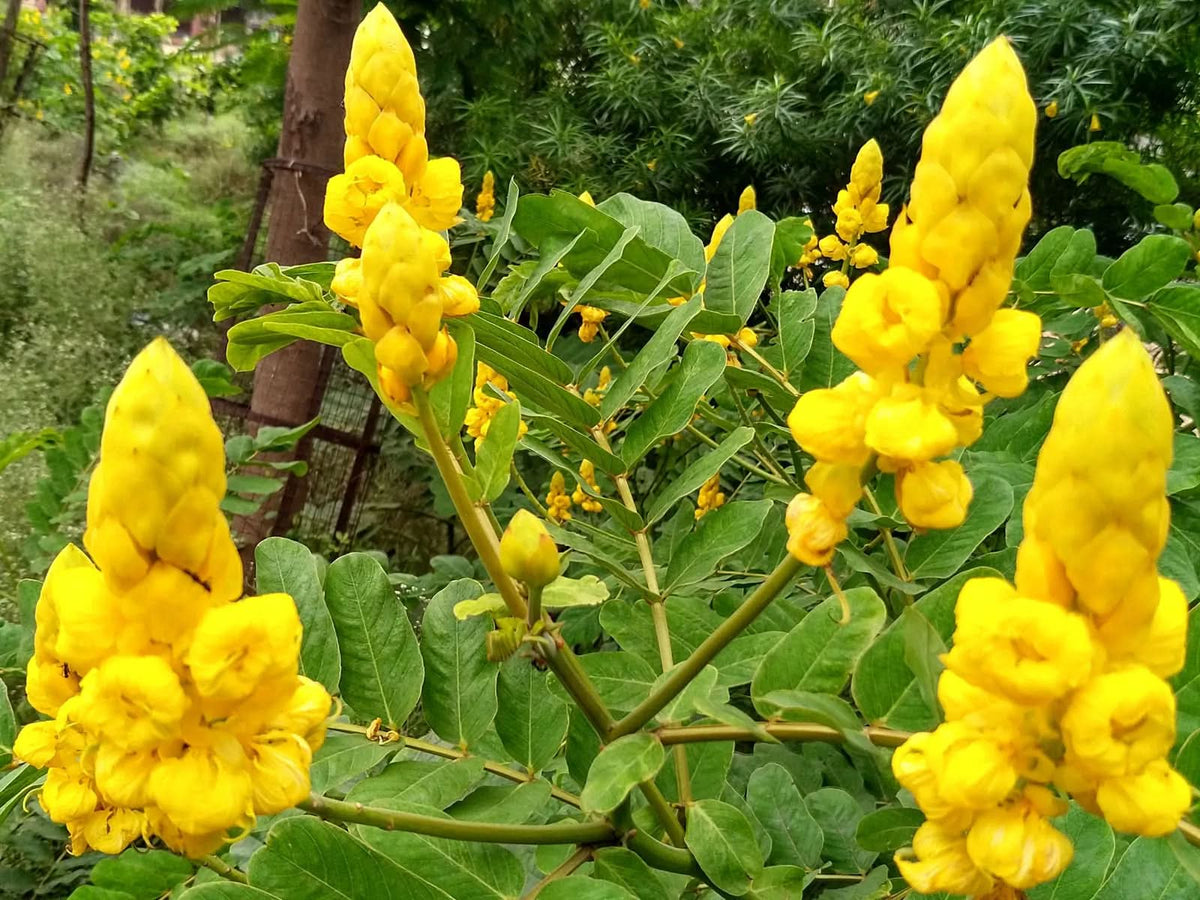 Heirloom Non-GMO Senna Alata Flower Seeds for Planting – Tropical Medicinal Blooms for Ornamental Gardens - Non-GMO for planting in home garden