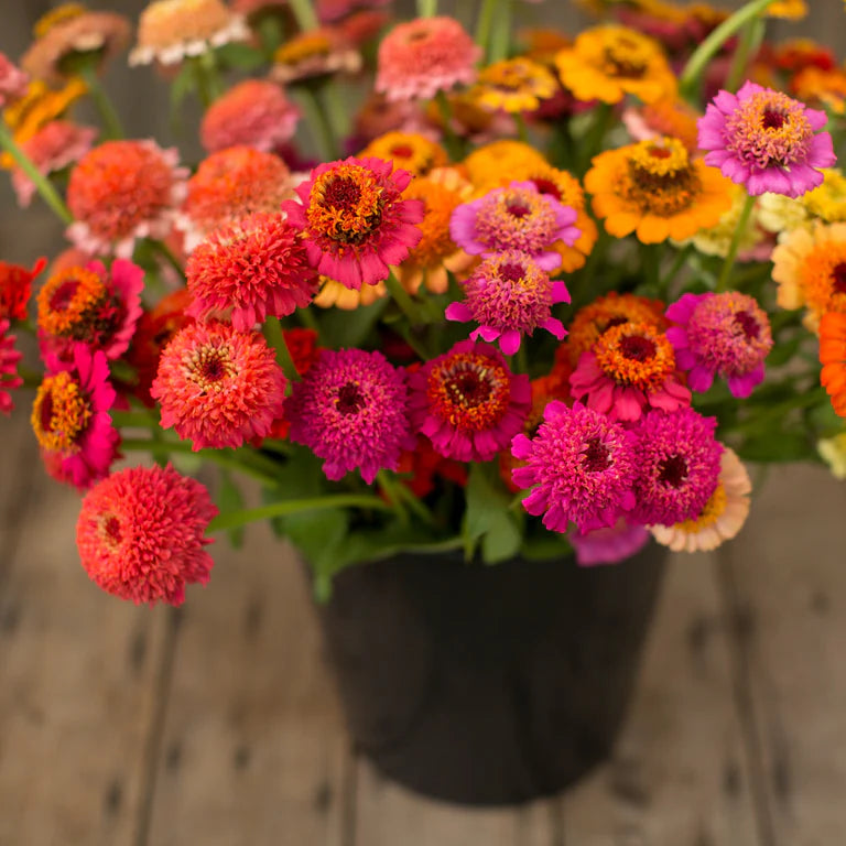 Zinnia Gumdrop Candy