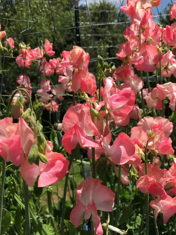 Sweet Pea Candyfloss Flower Seeds for Planting – Fragrant Climbing Blooms, Heirloom & Non-GMO Dhara Seeds