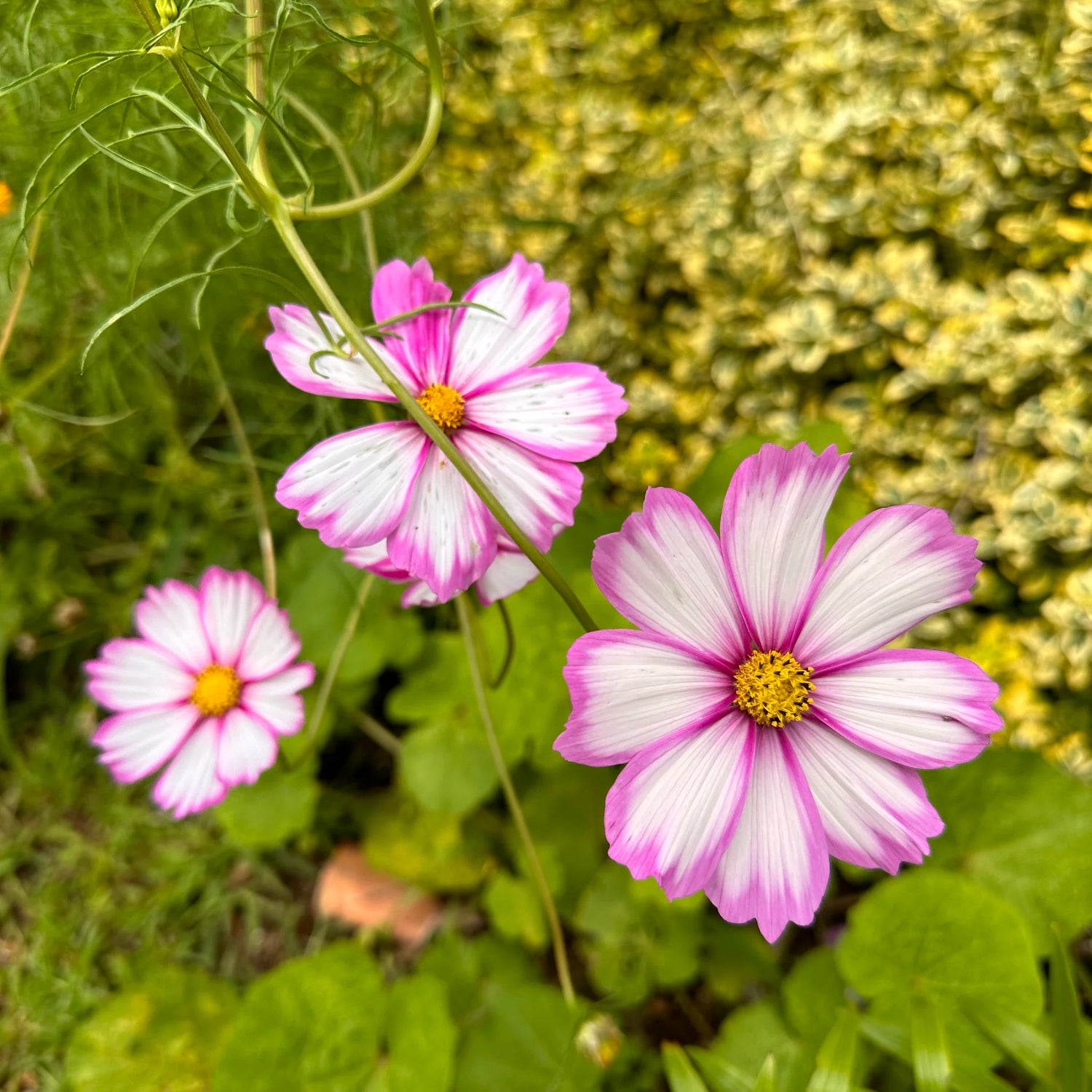 Cosmos Seeds - Candystripe