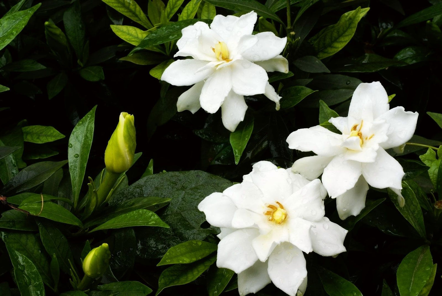 Gardenia Radicans Dwarf