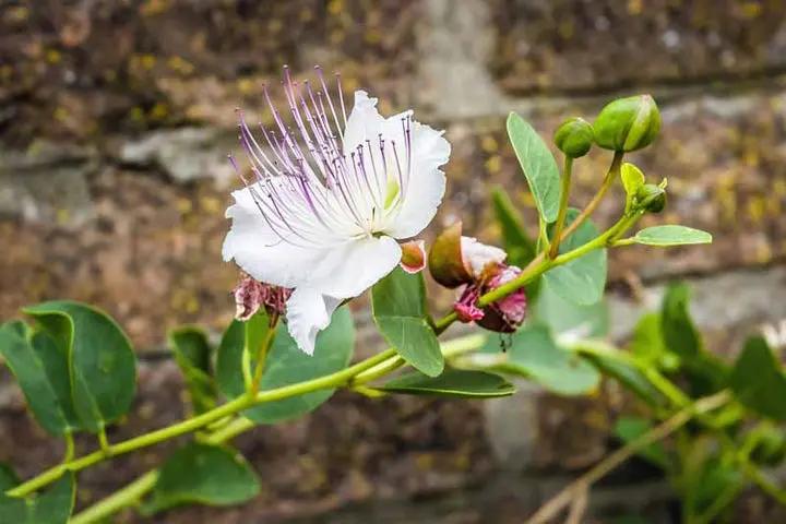 White Caper Flower Seeds for Planting, NON GMO Seeds Dhara Seeds