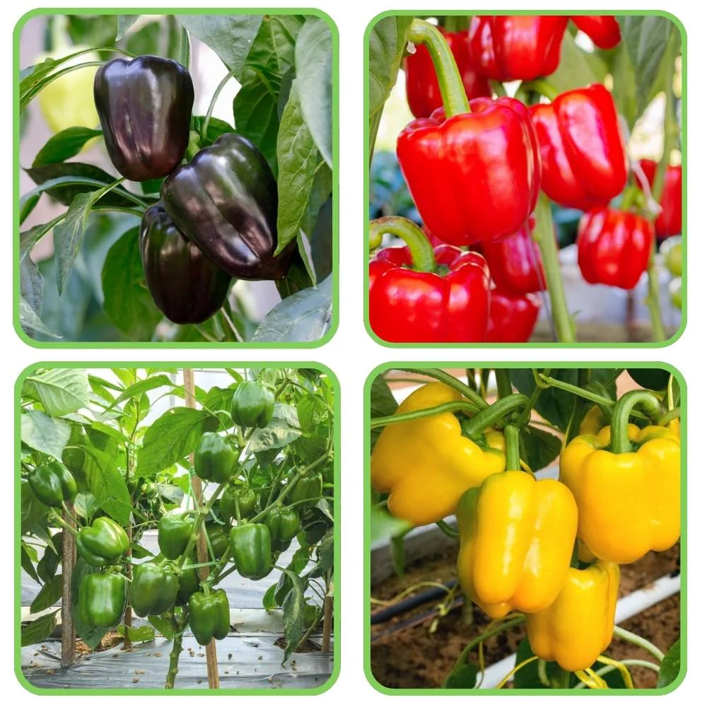 Sweet Pepper Vegetable Seeds for Planting