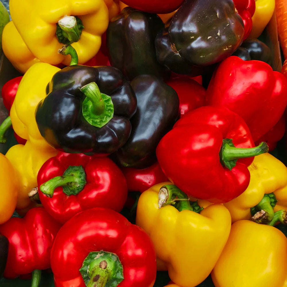 Sweet Pepper Vegetable Seeds for Planting