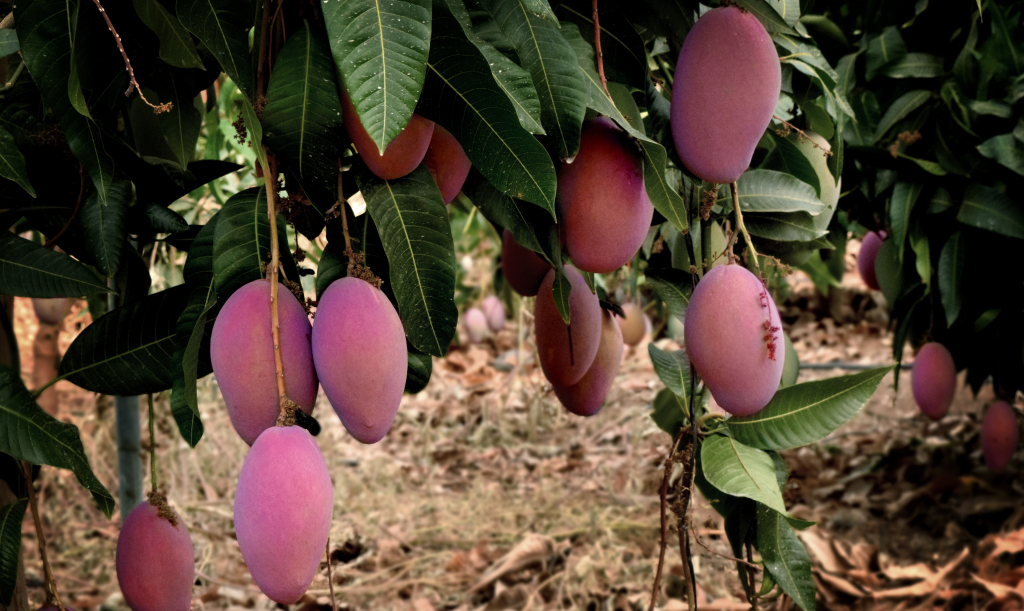 Osteen Mango (Mangifera indica) Seeds