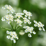 Caraway flower seeds, dill-like herb patch plant for full sun exposure