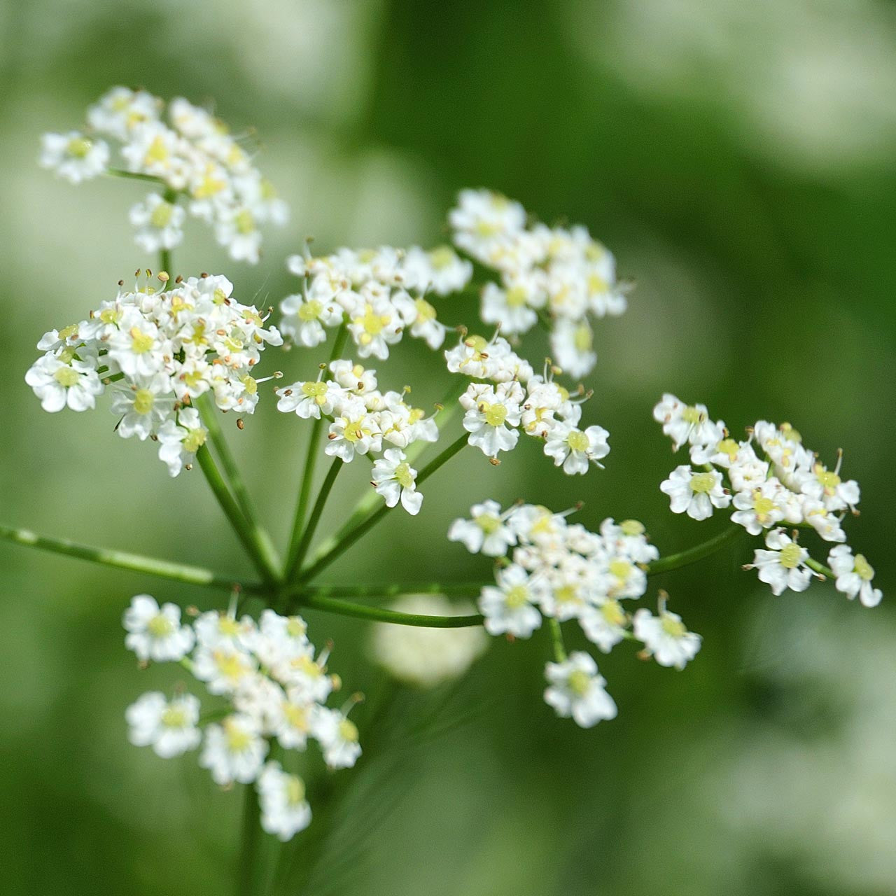Caraway flower seeds, dill-like herb patch plant for full sun exposure