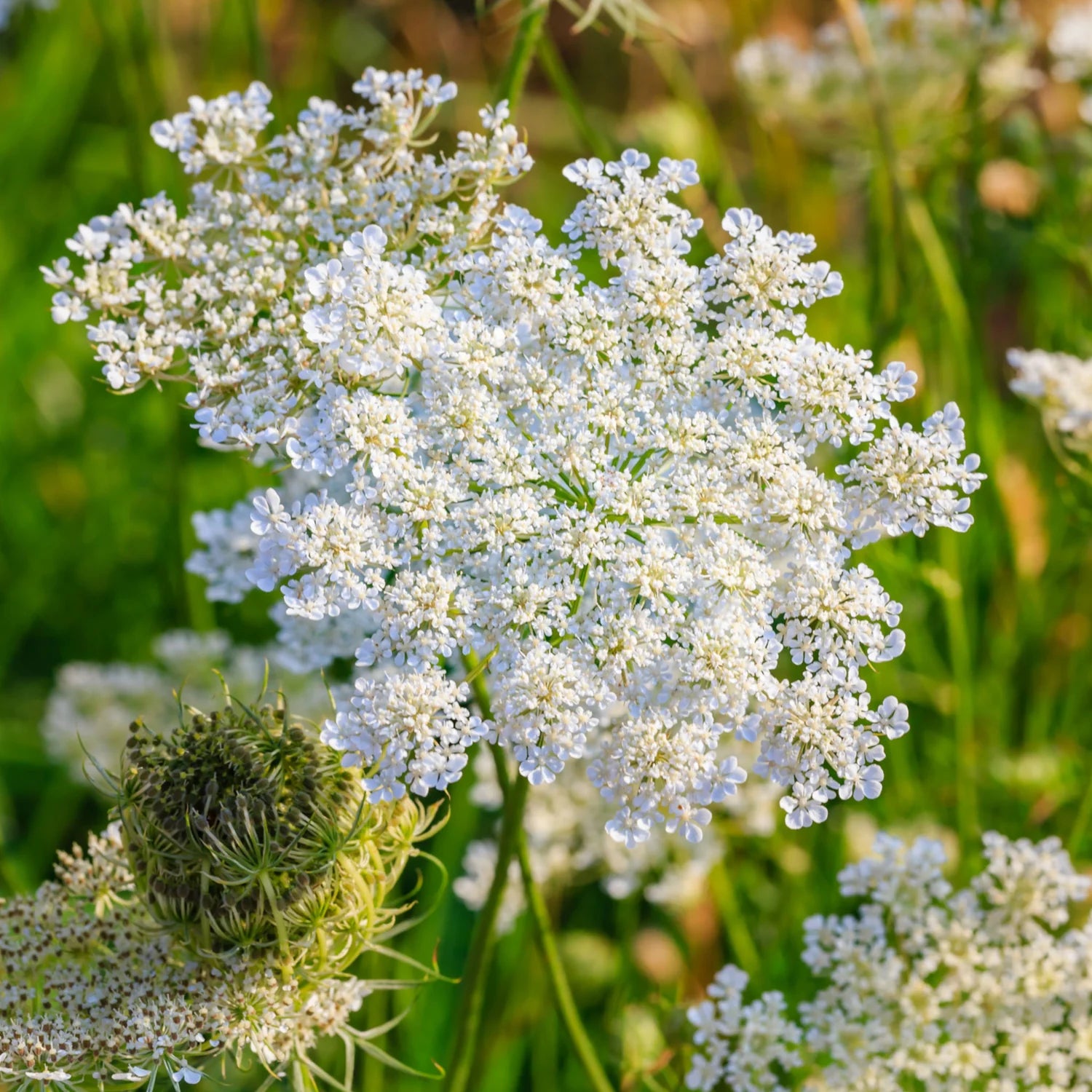 Caraway Herb seeds, Carum carvi biennial spice for culinary garden