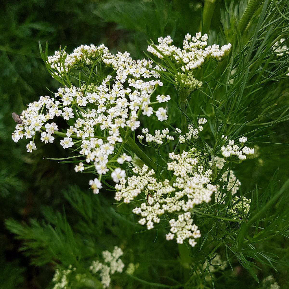 Caraway seeds for baking, essential herb for medicinal gardens and rye bread