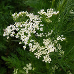 Caraway seeds for baking, essential herb for medicinal gardens and rye bread