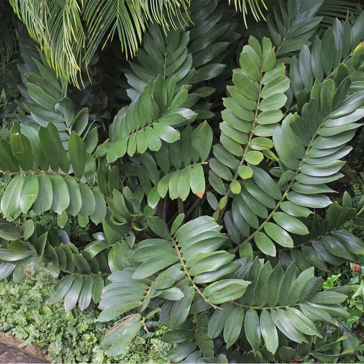 Green Zamia Furfuracea Plant Seeds for Planting - Heirloom and Non-GMO Garden Seeds Dhara Seeds