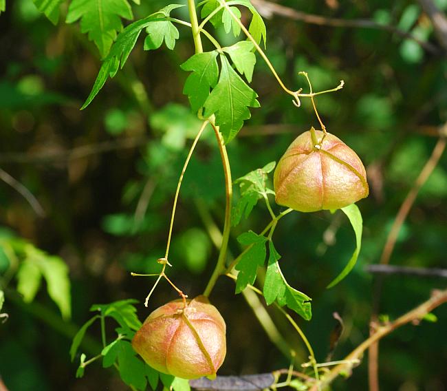 Balloon Vine Cardiospermum halicacabum ornamental vine seeds for backyard trellis and vertical gardening