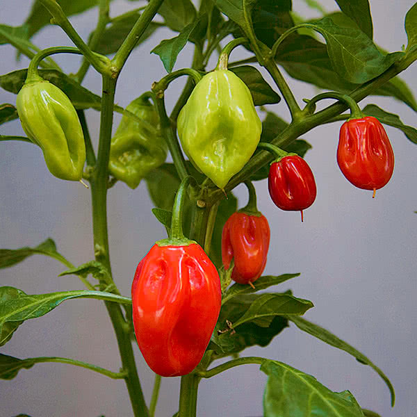 Capsicum Chinense Seeds Antilles Caribbean Hot Pepper Seeds for Planting in Tropical Gardens