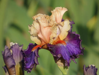 Caribbean Soul Tall Bearded Iris