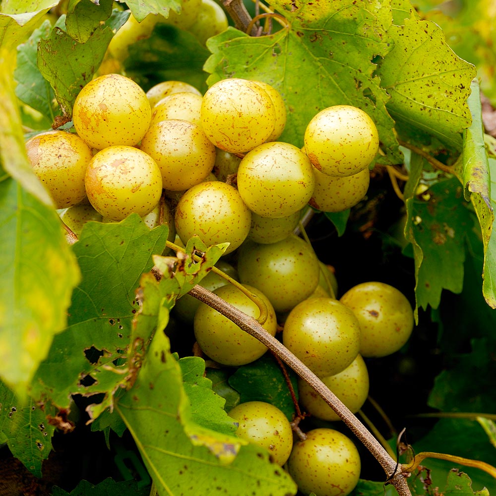 Muscadine Grape (Vitis rotundifolia) Seeds