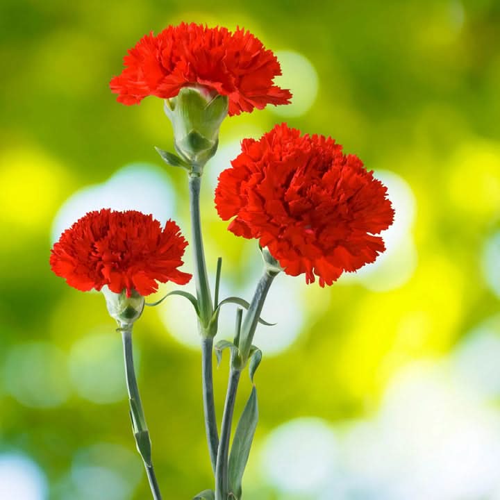 Carnation Flower Seeds for Planting – Fragrant Long-Lasting Garden Blooms
